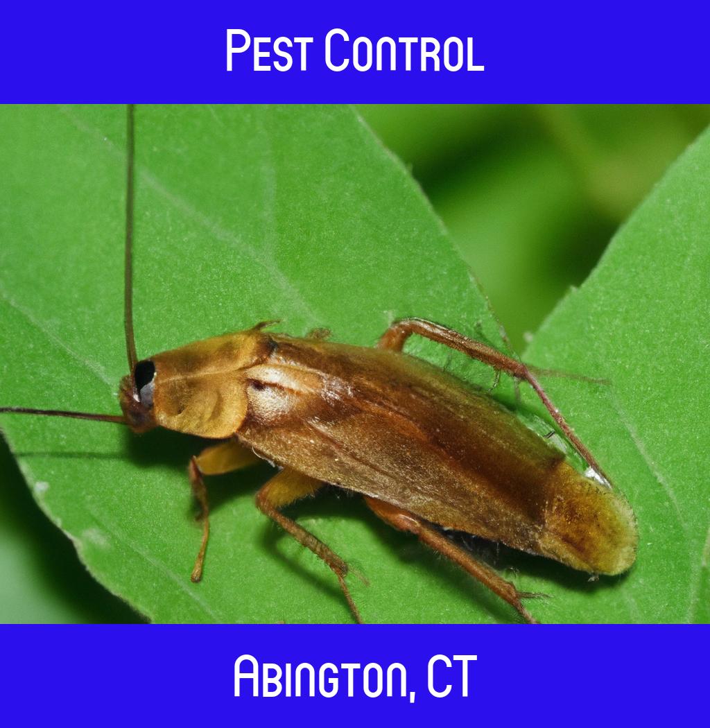 pest control in Abington Connecticut