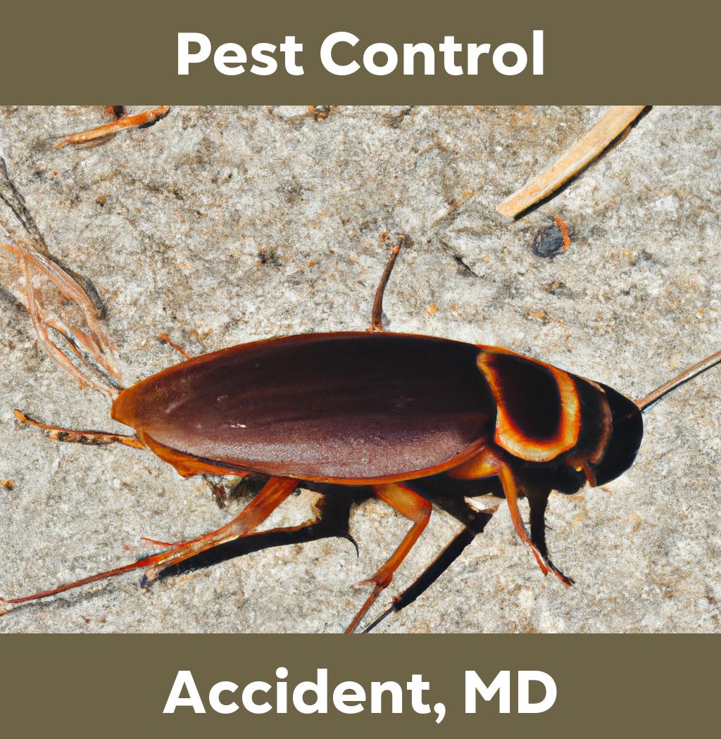 pest control in Accident Maryland
