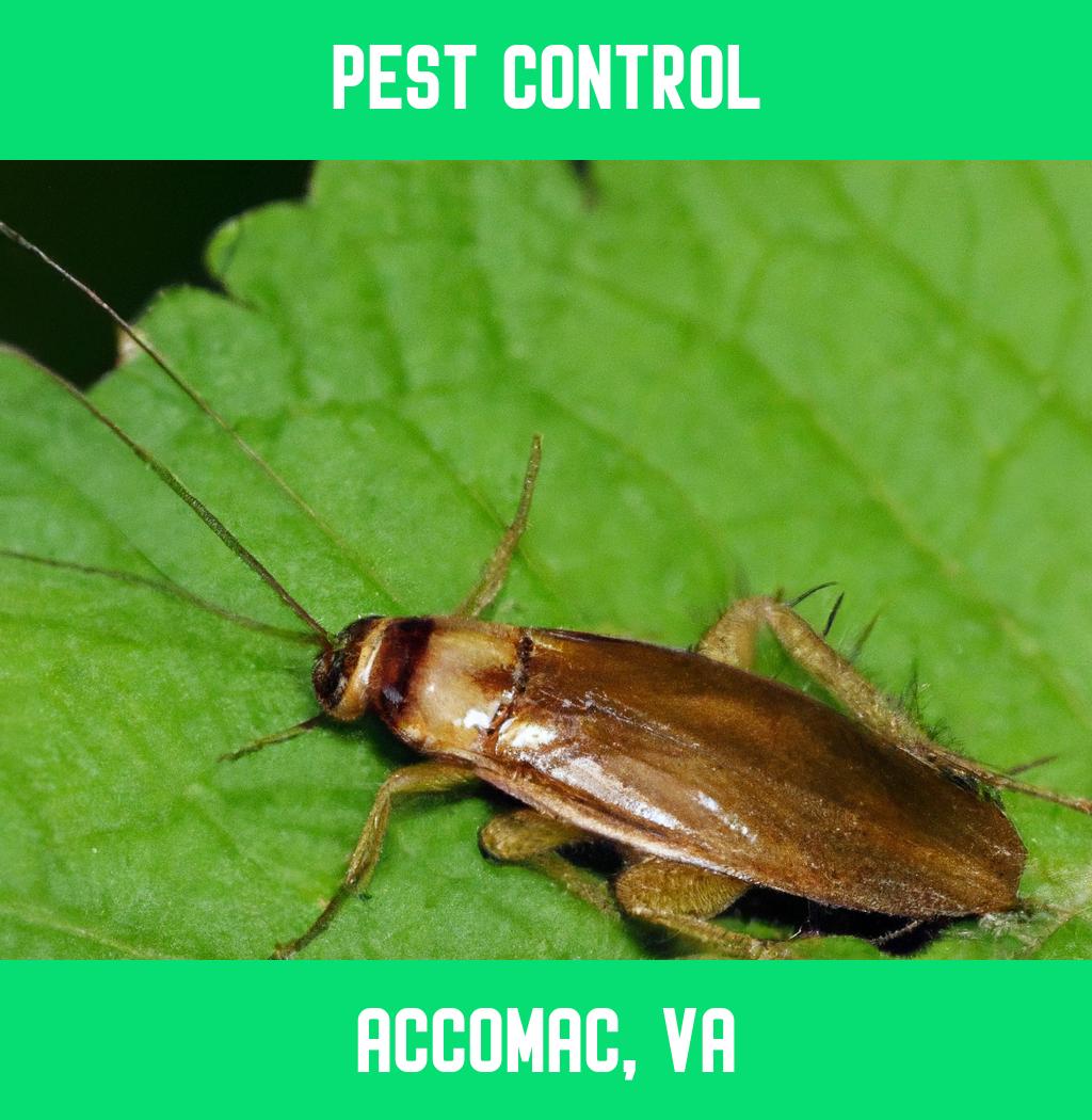 pest control in Accomac Virginia