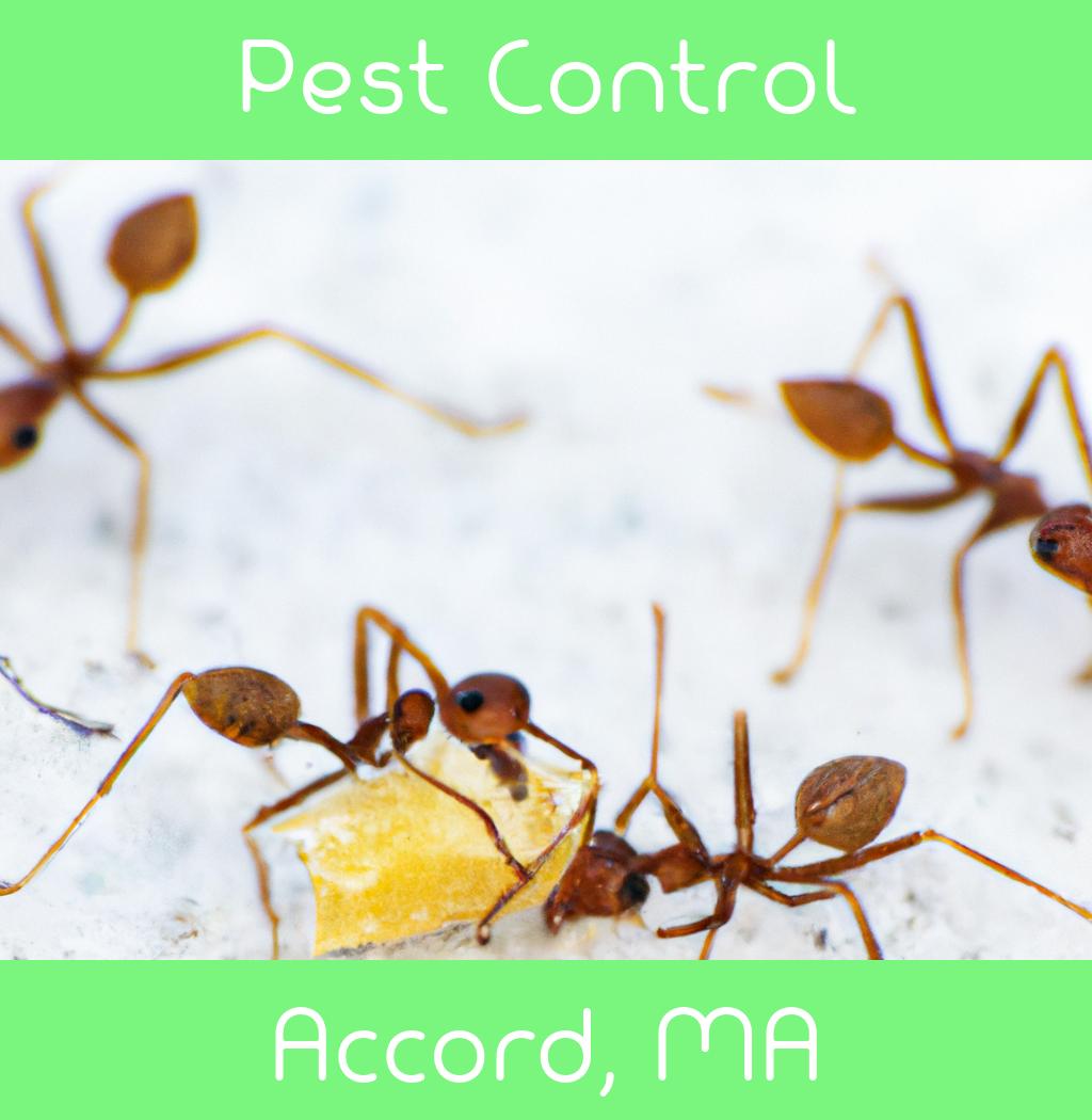 pest control in Accord Massachusetts