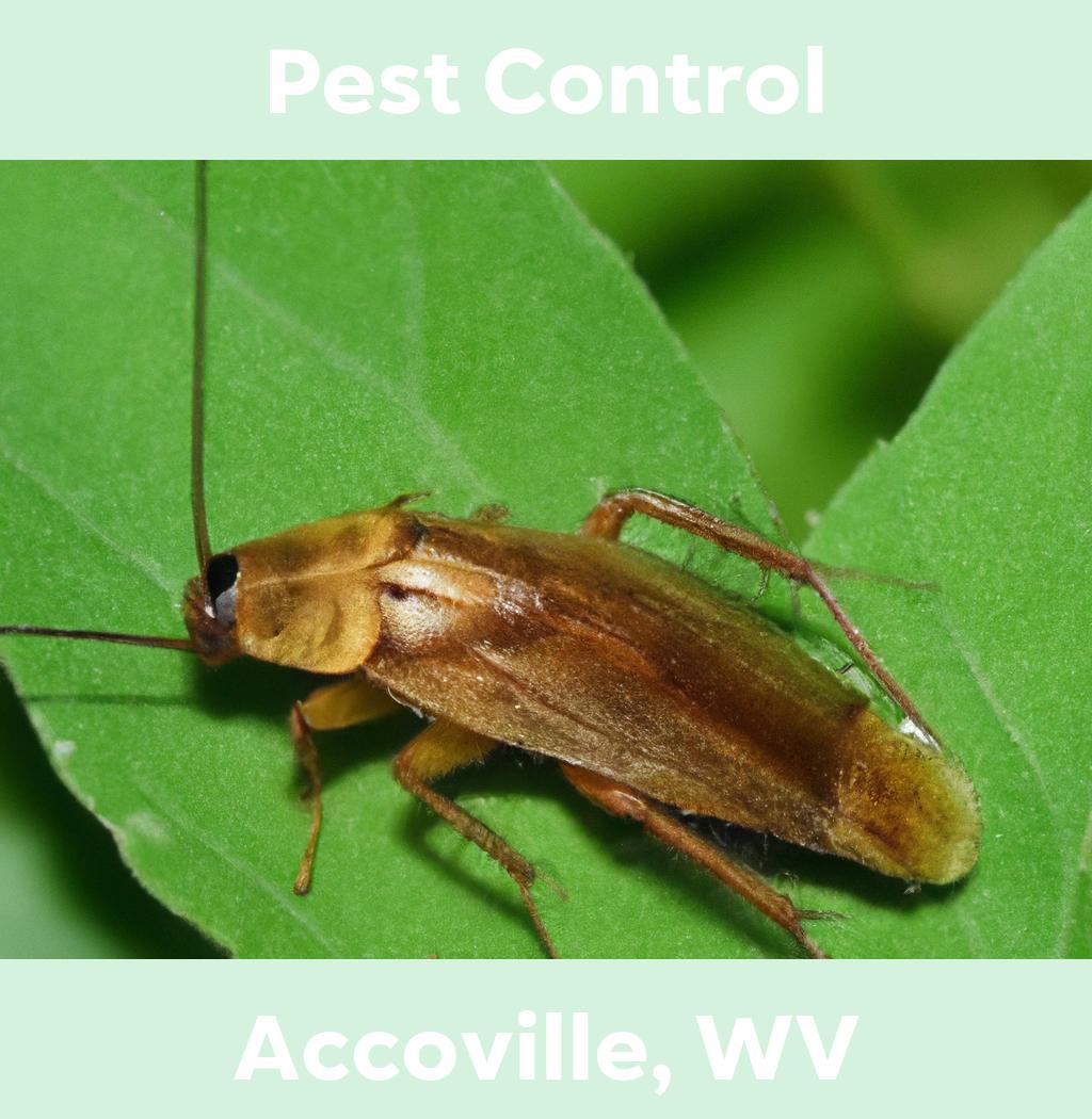 pest control in Accoville West Virginia