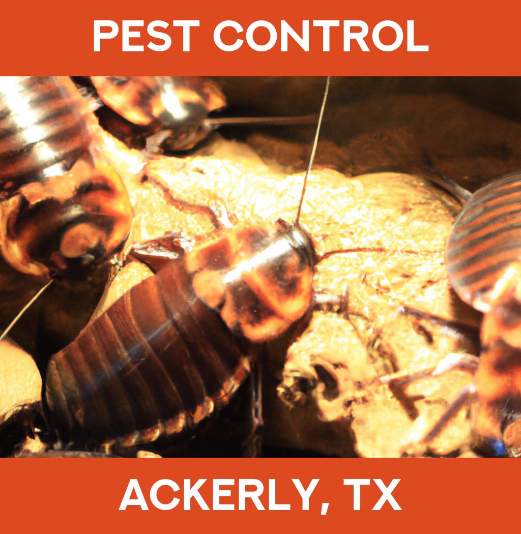 pest control in Ackerly Texas