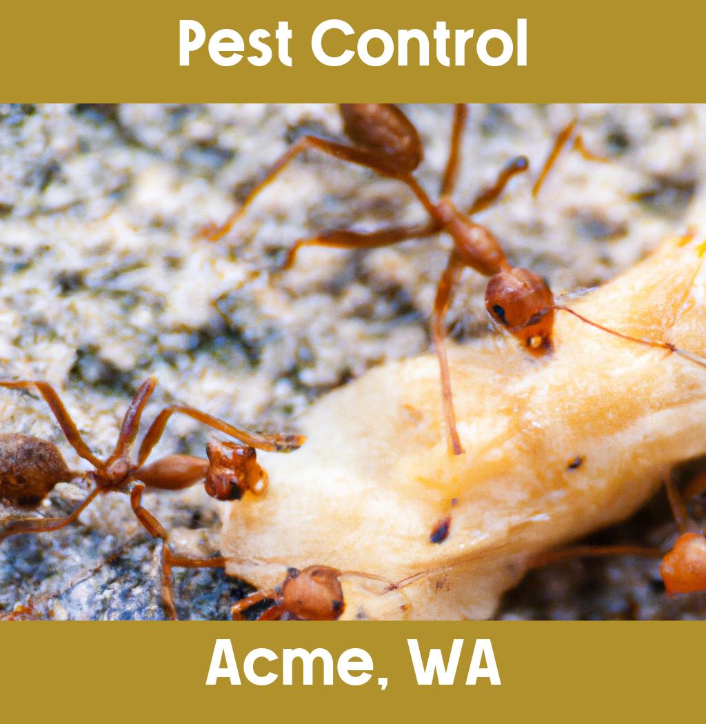 pest control in Acme Washington