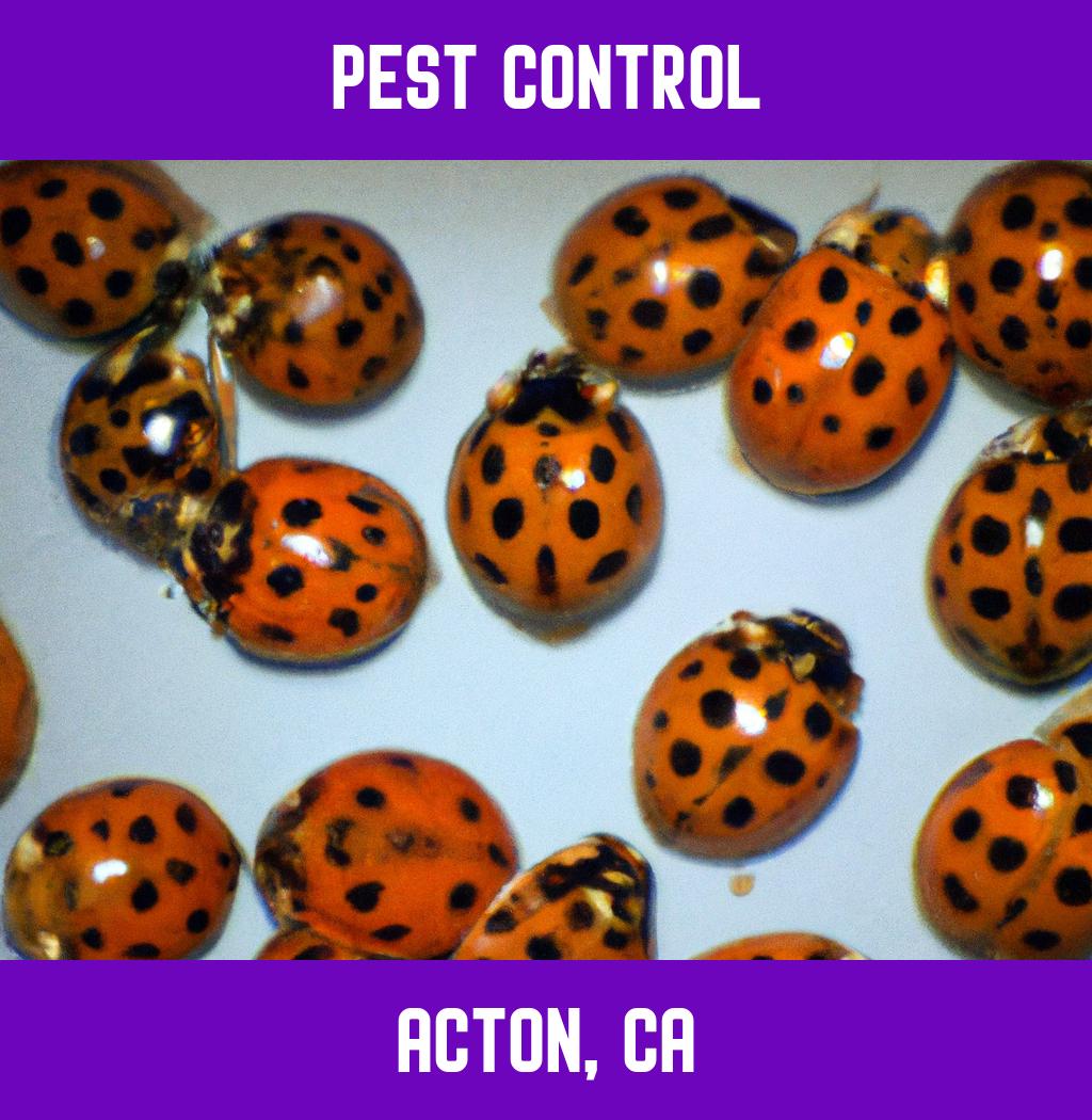 pest control in Acton California