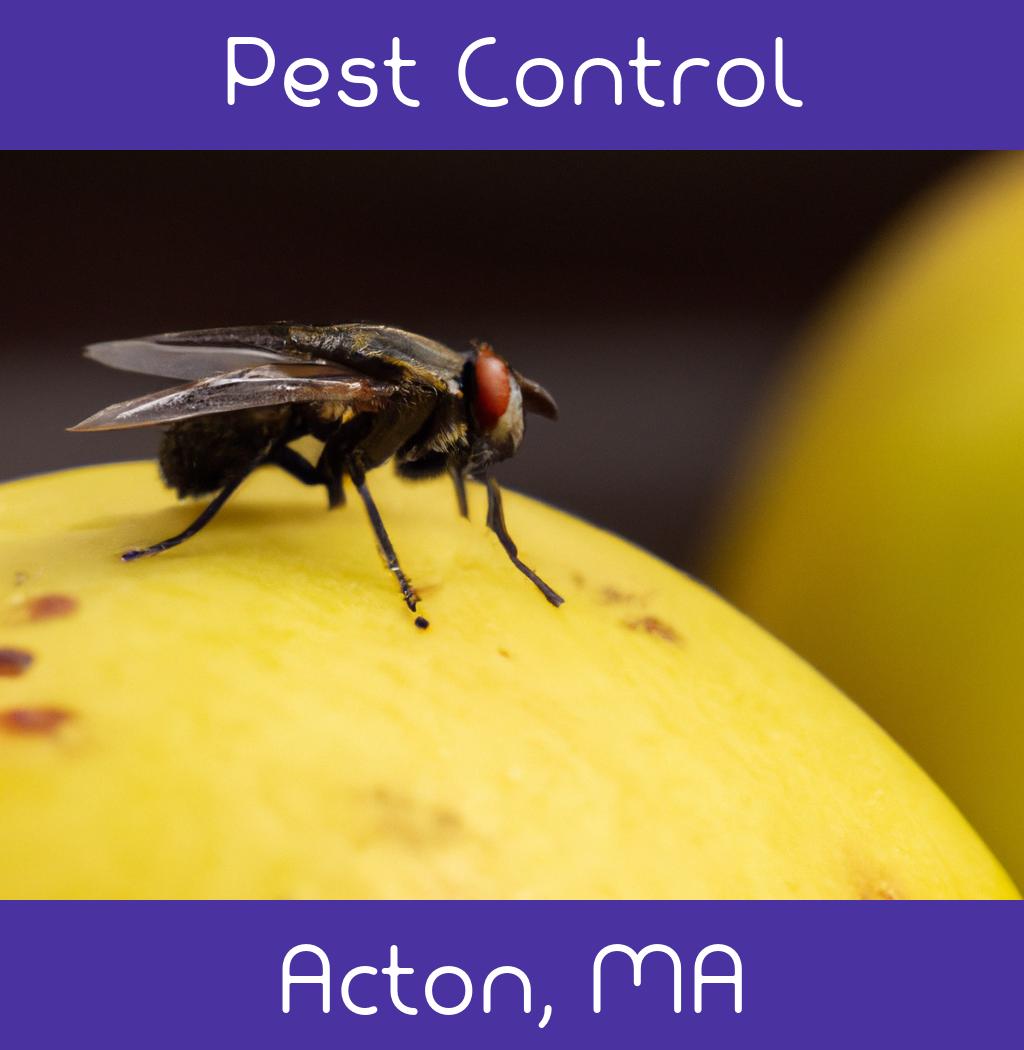 pest control in Acton Massachusetts