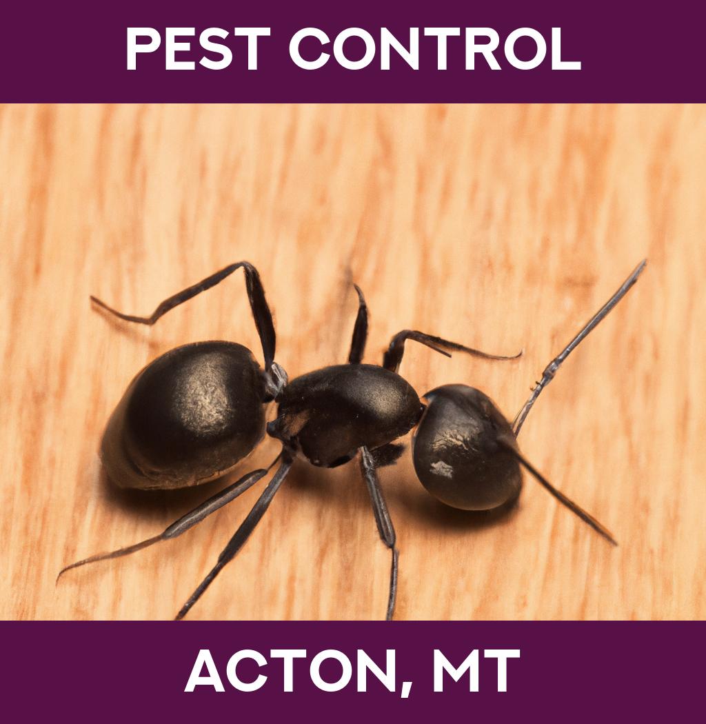 pest control in Acton Montana