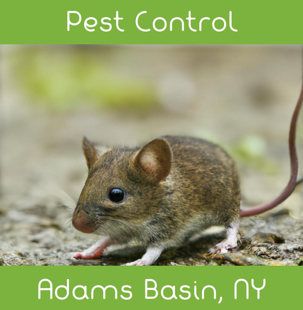 pest control in Adams Basin New York