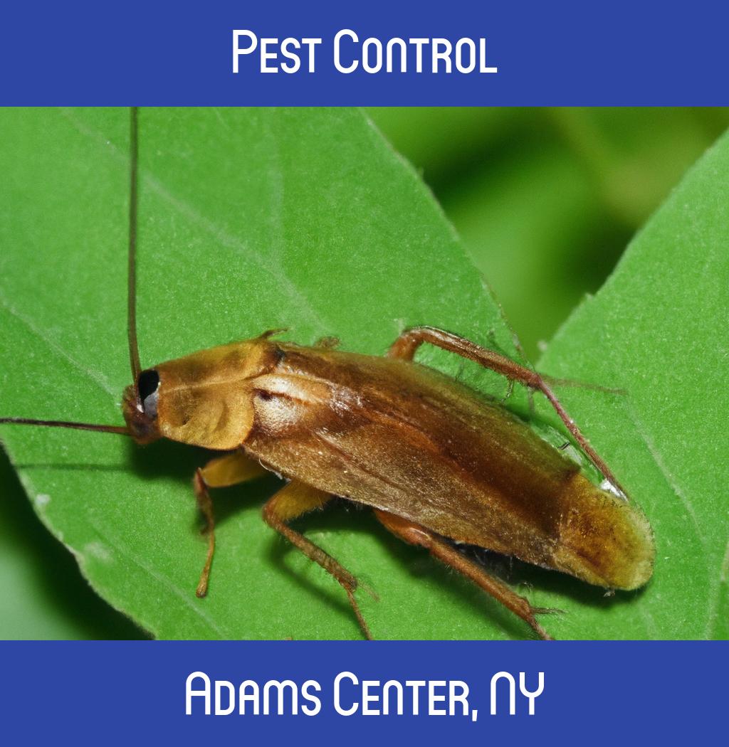 pest control in Adams Center New York