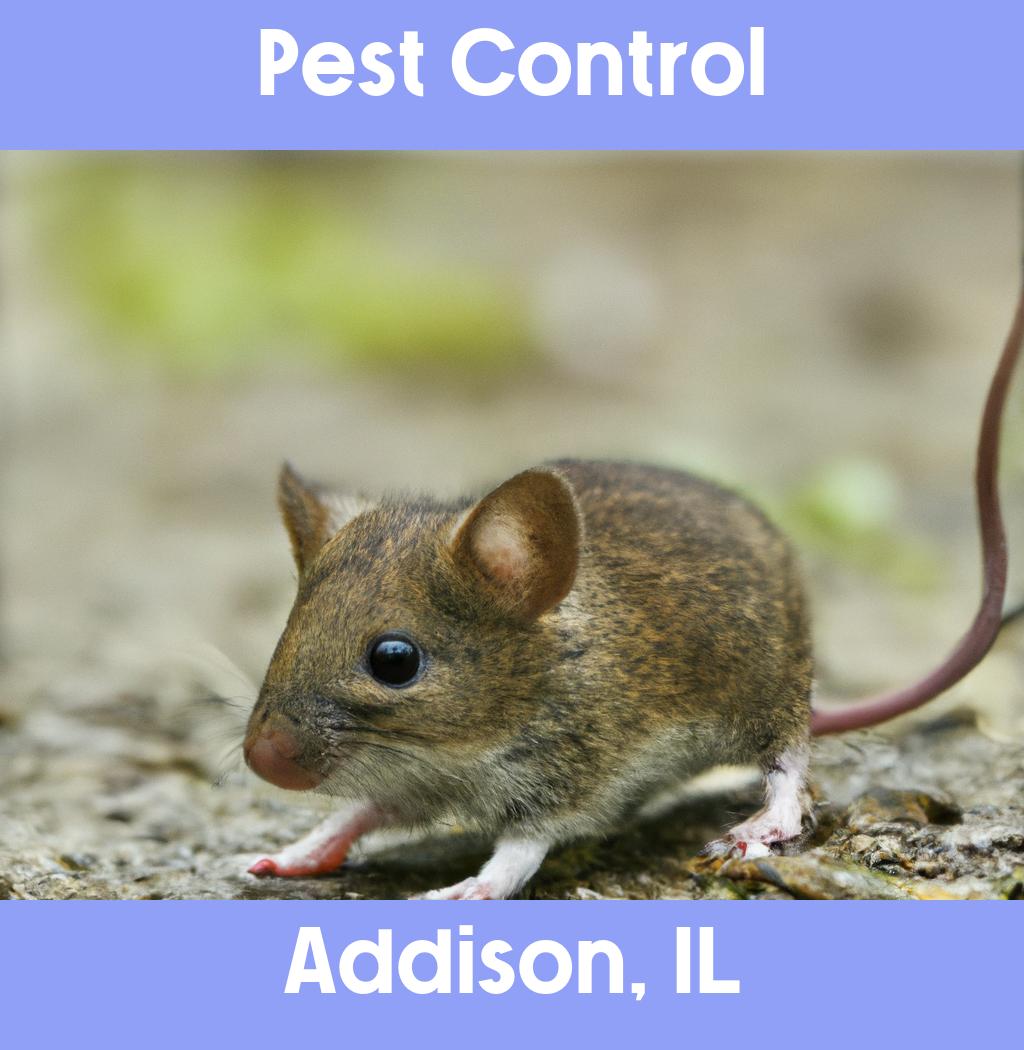pest control in Addison Illinois
