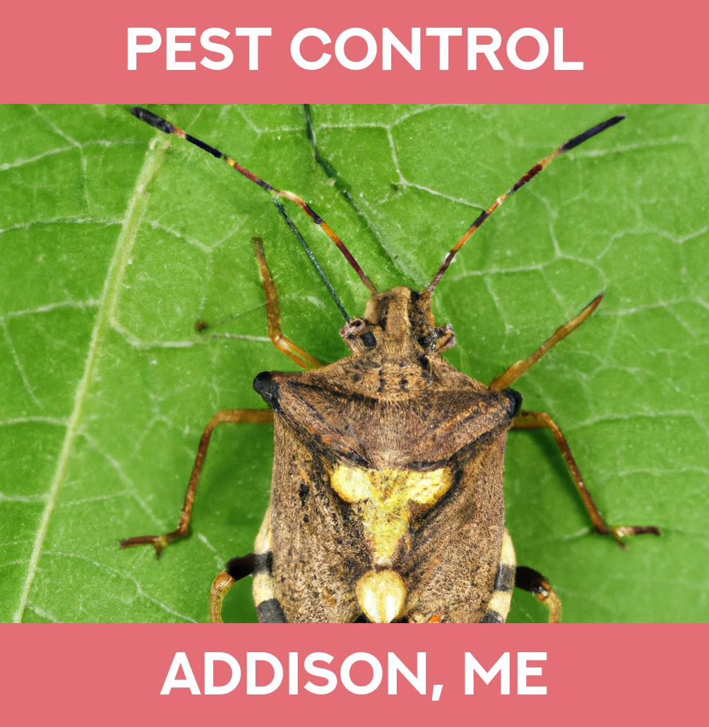 pest control in Addison Maine