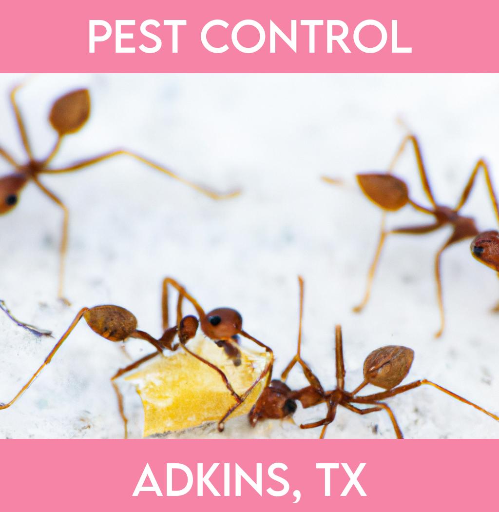 pest control in Adkins Texas