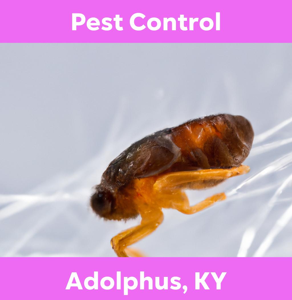 pest control in Adolphus Kentucky