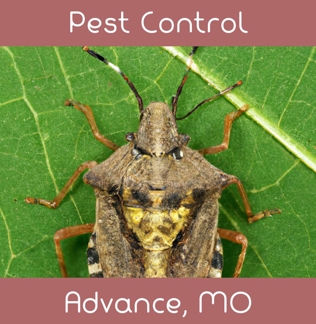 pest control in Advance Missouri