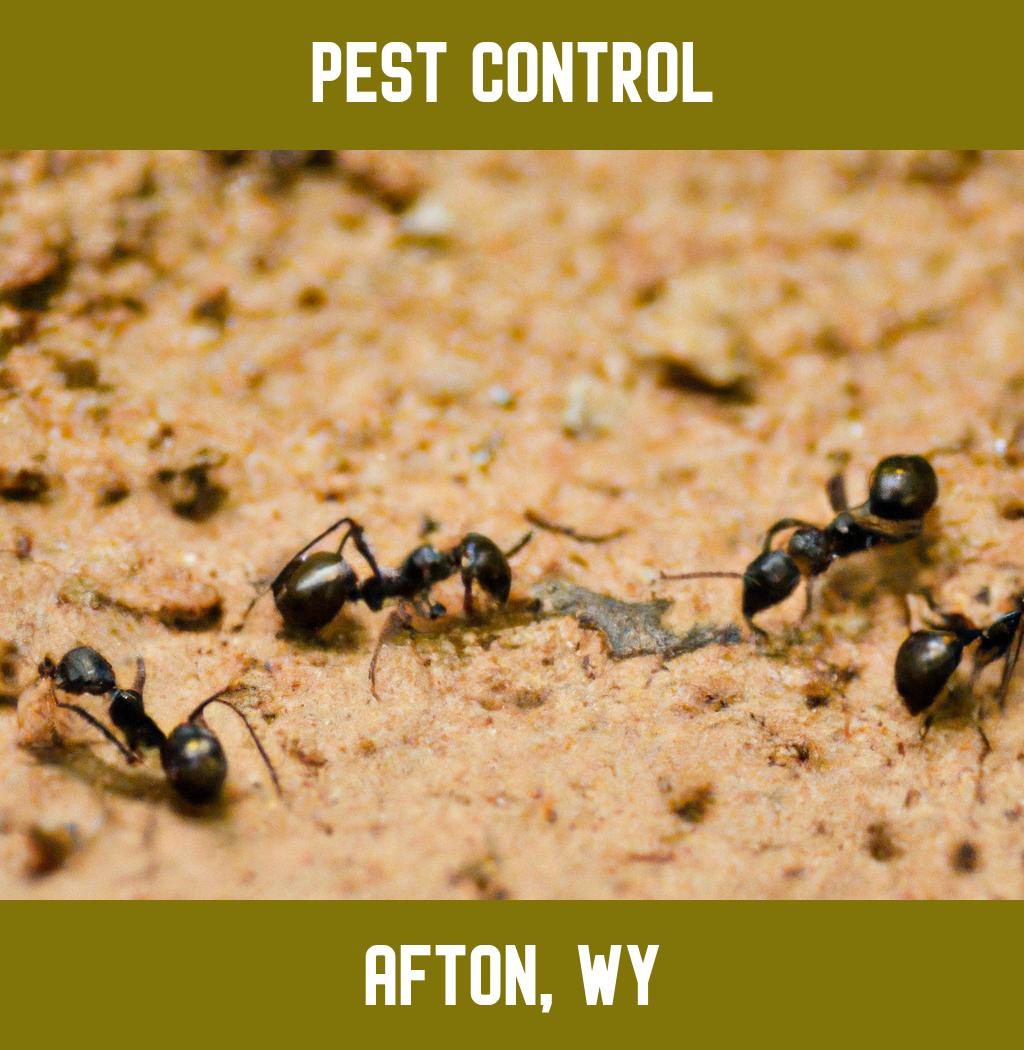 pest control in Afton Wyoming