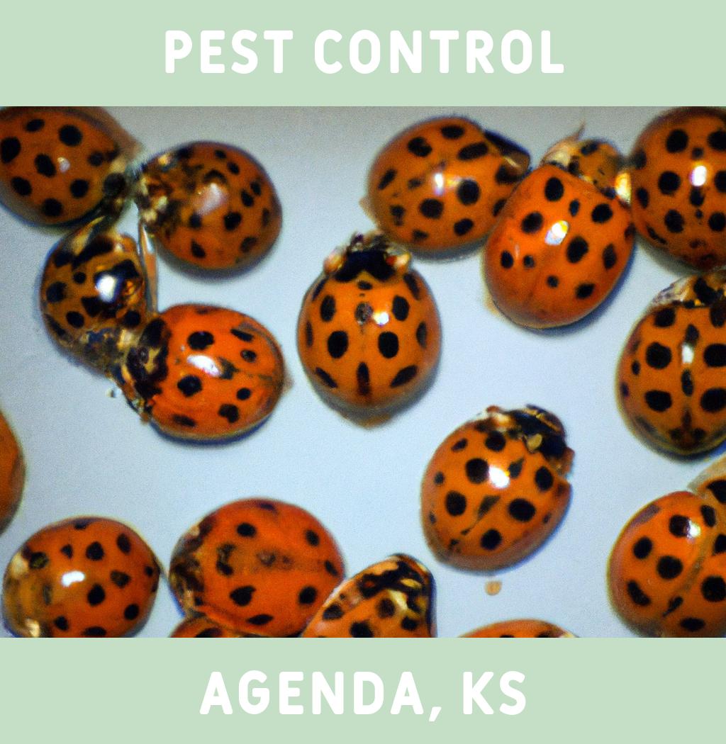 pest control in Agenda Kansas