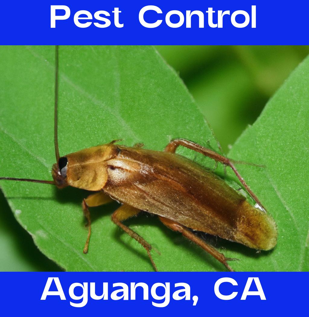 pest control in Aguanga California