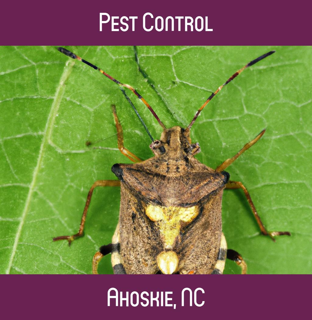 pest control in Ahoskie North Carolina