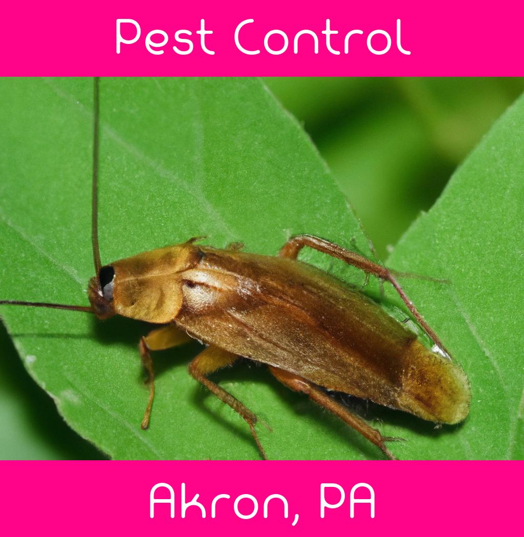 pest control in Akron Pennsylvania