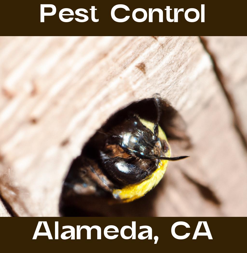pest control in Alameda California