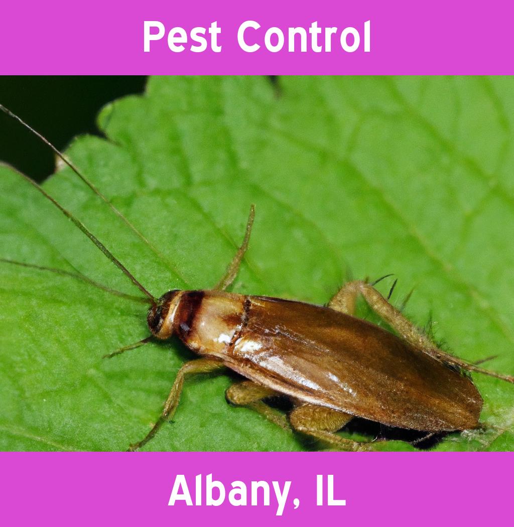 pest control in Albany Illinois