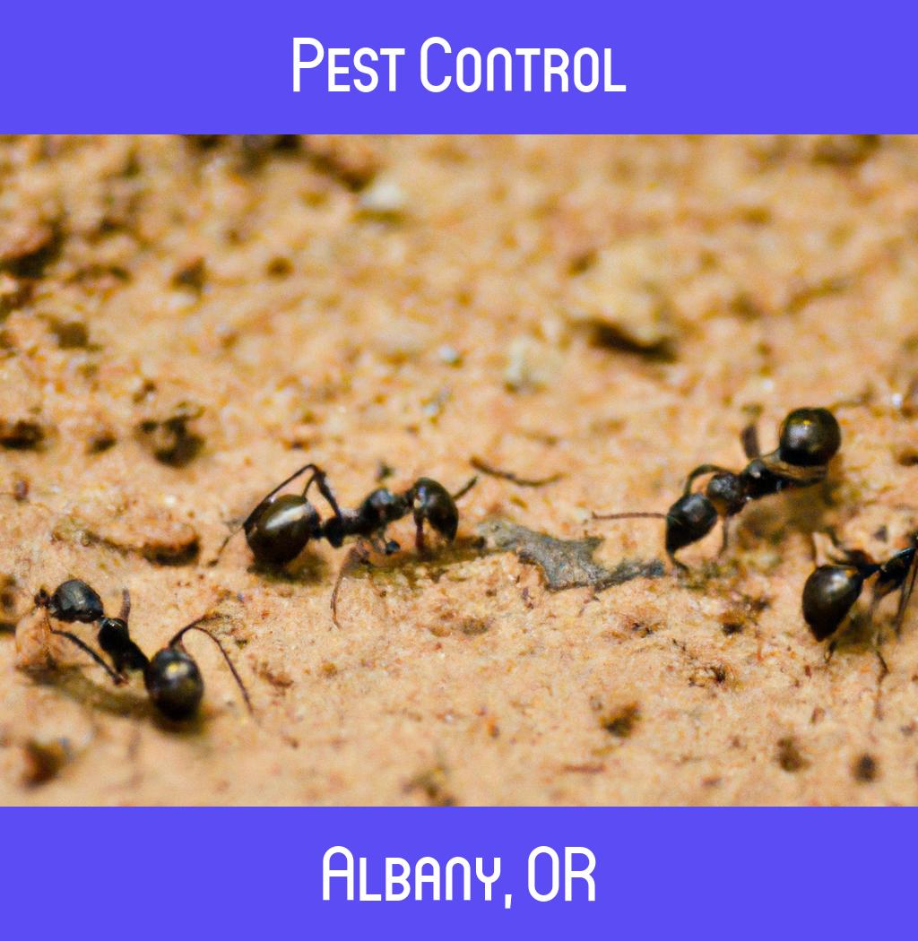 pest control in Albany Oregon