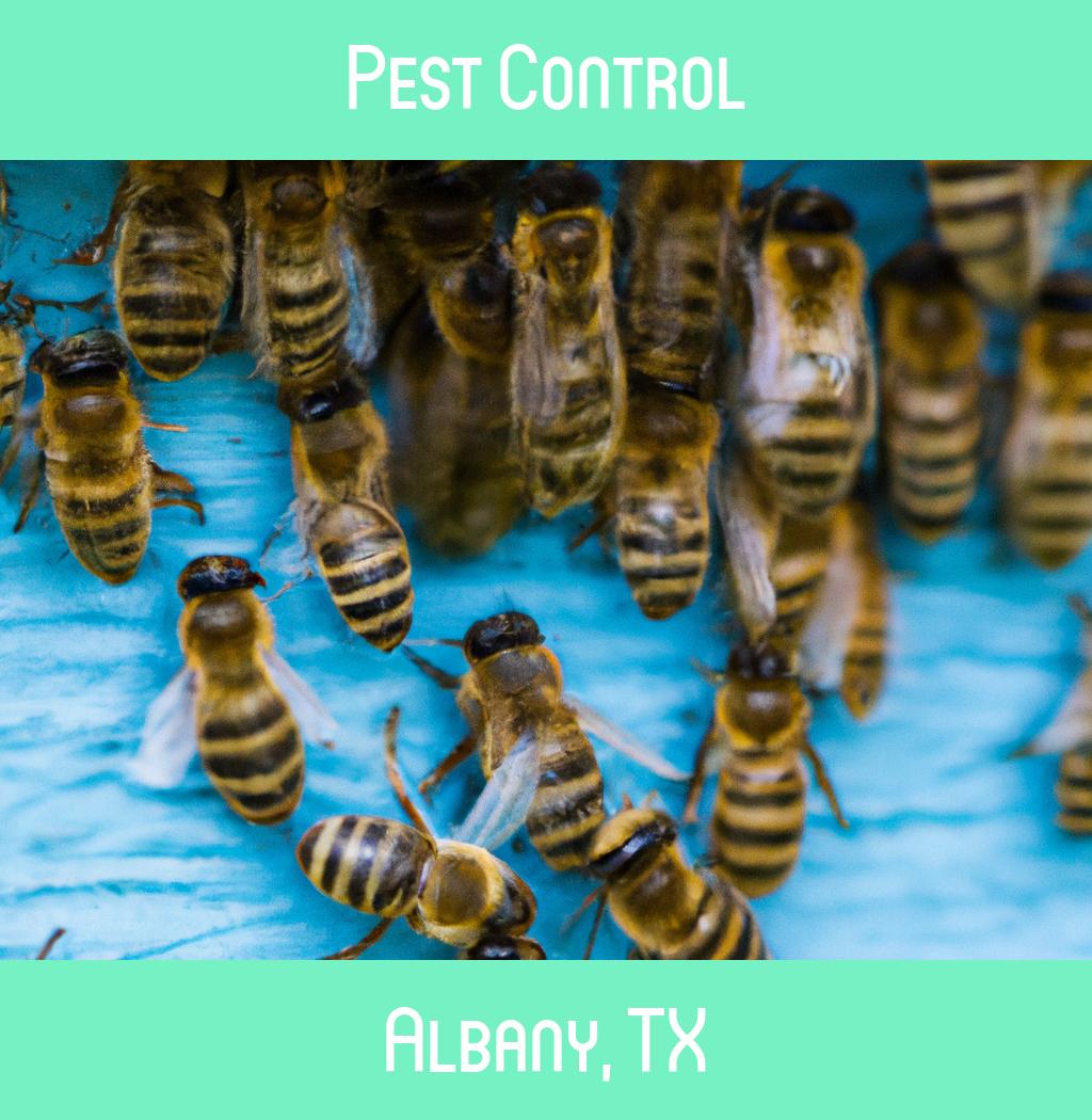 pest control in Albany Texas