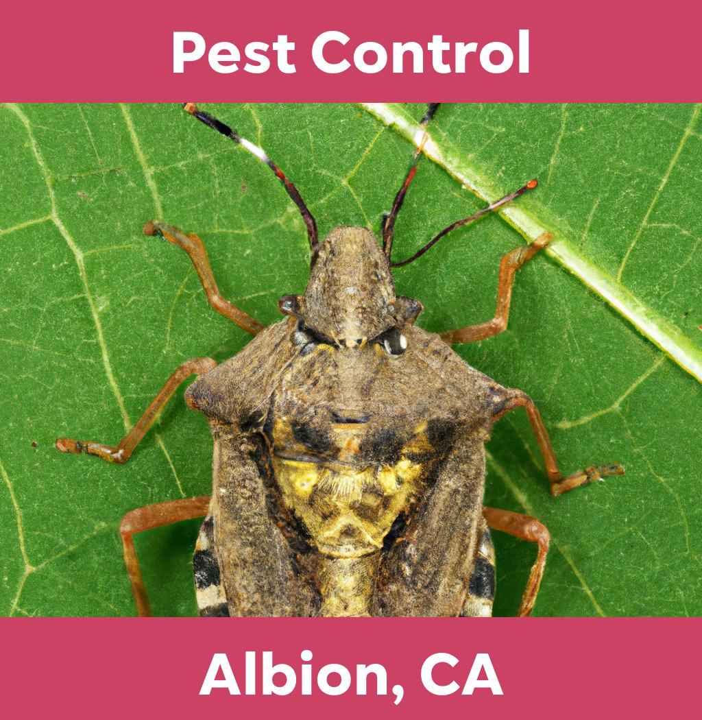 pest control in Albion California