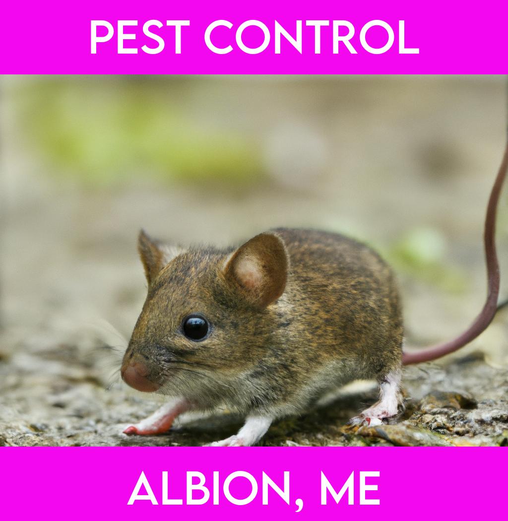 pest control in Albion Maine