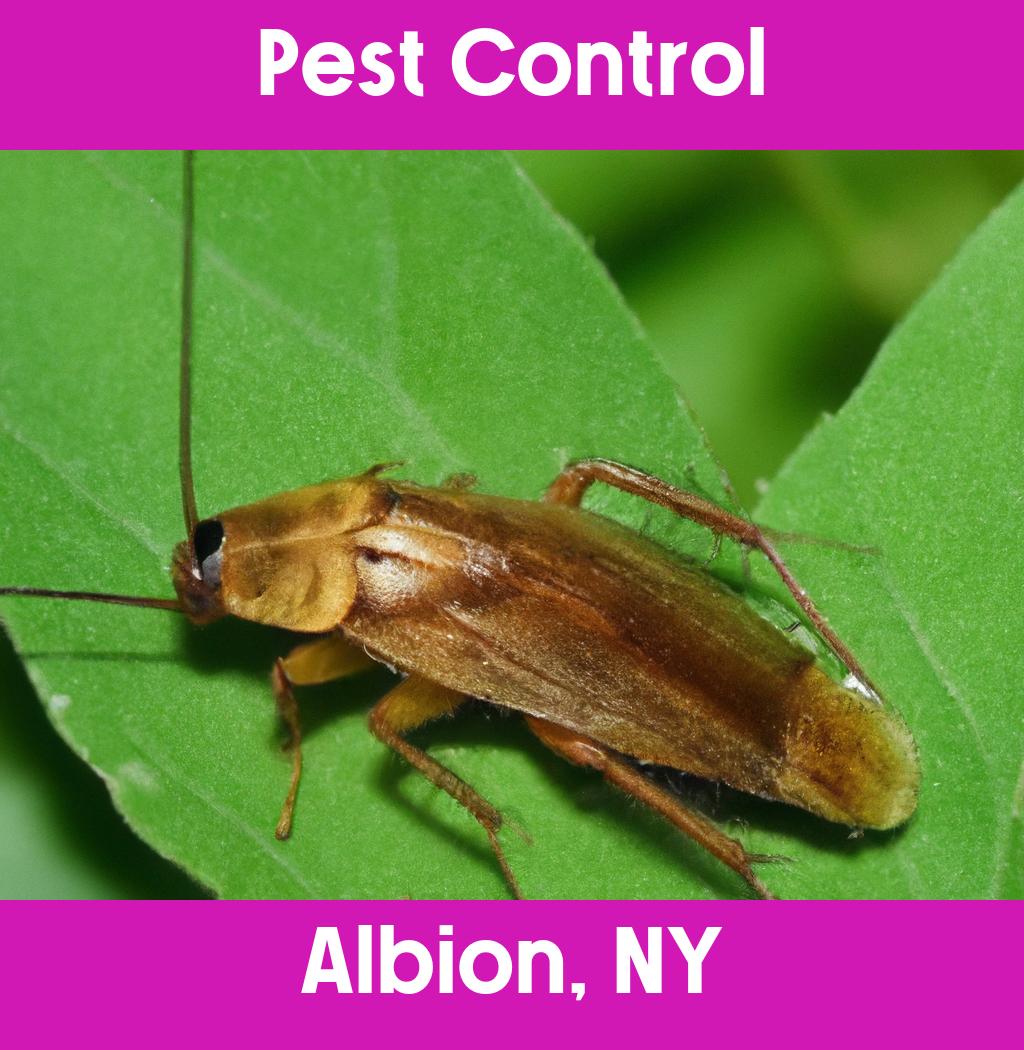 pest control in Albion New York