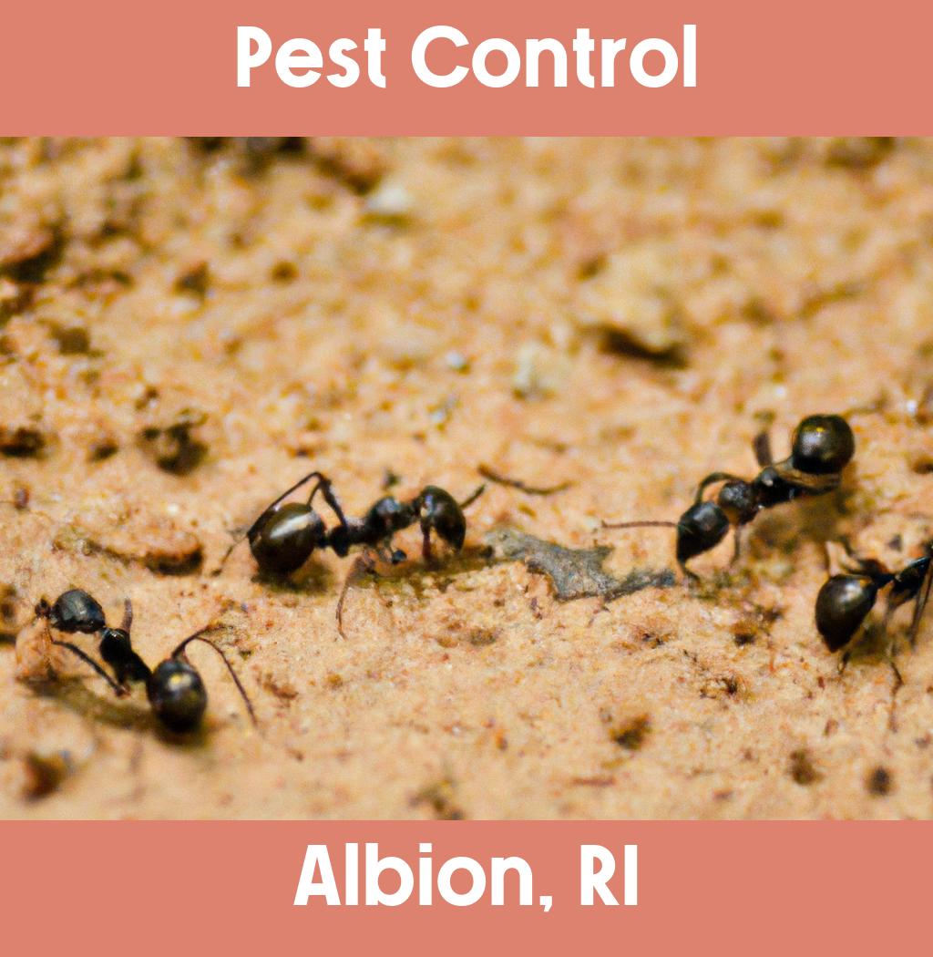 pest control in Albion Rhode Island