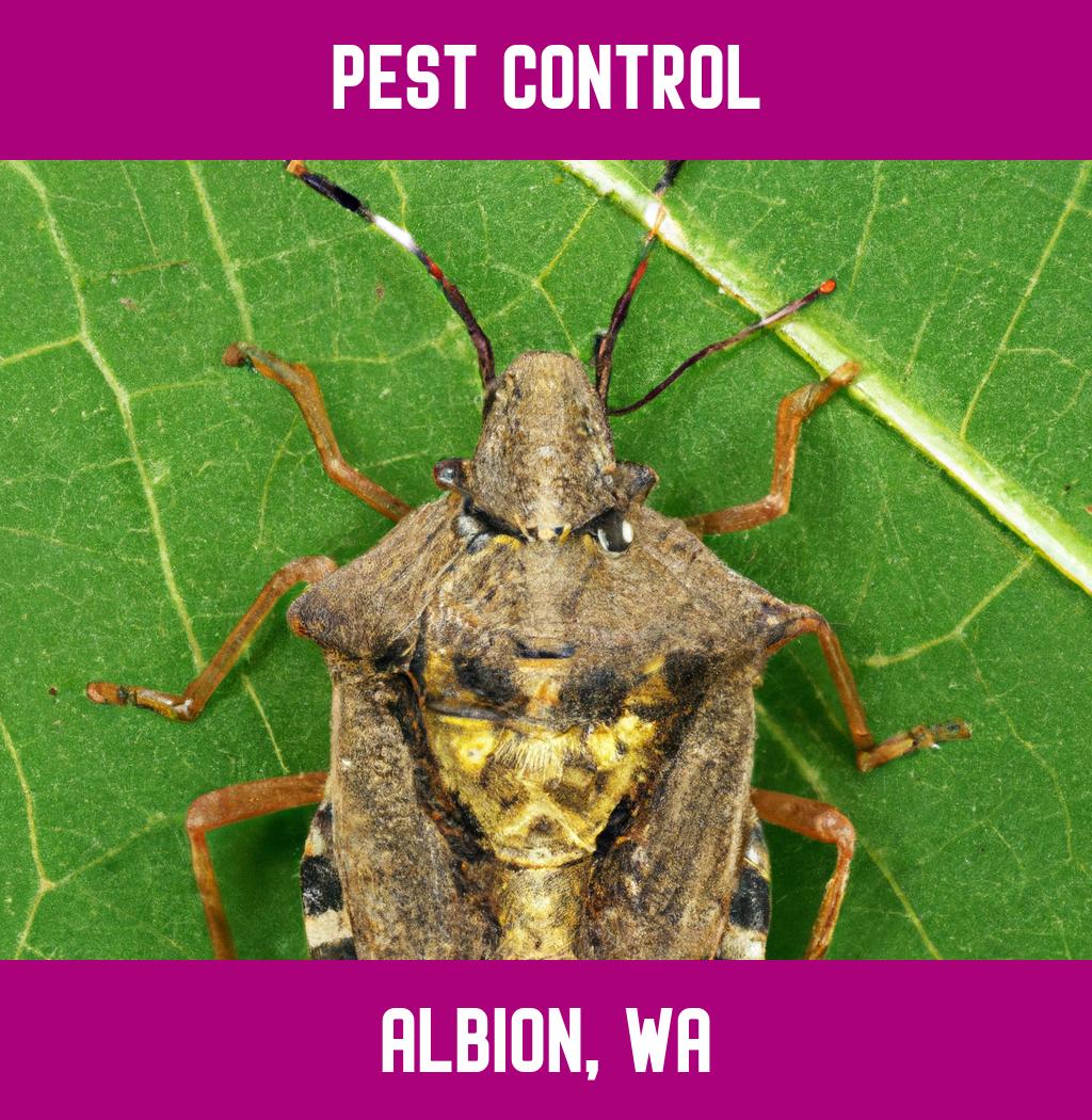 pest control in Albion Washington