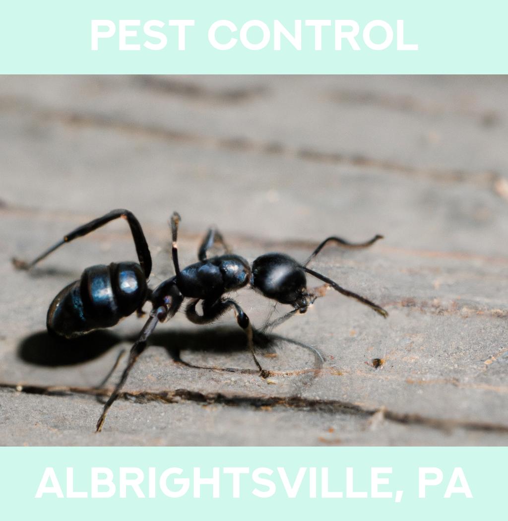pest control in Albrightsville Pennsylvania