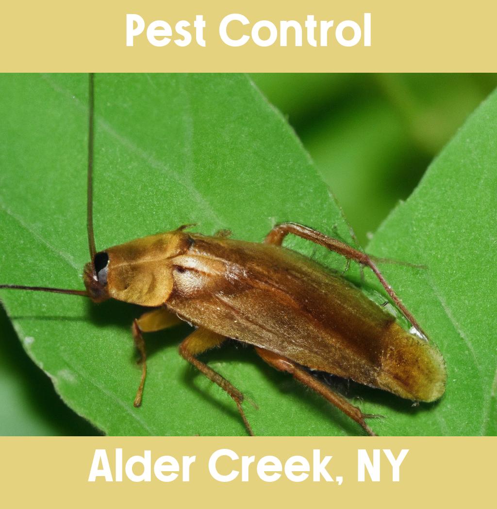 pest control in Alder Creek New York