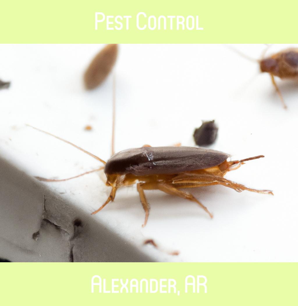 pest control in Alexander Arkansas