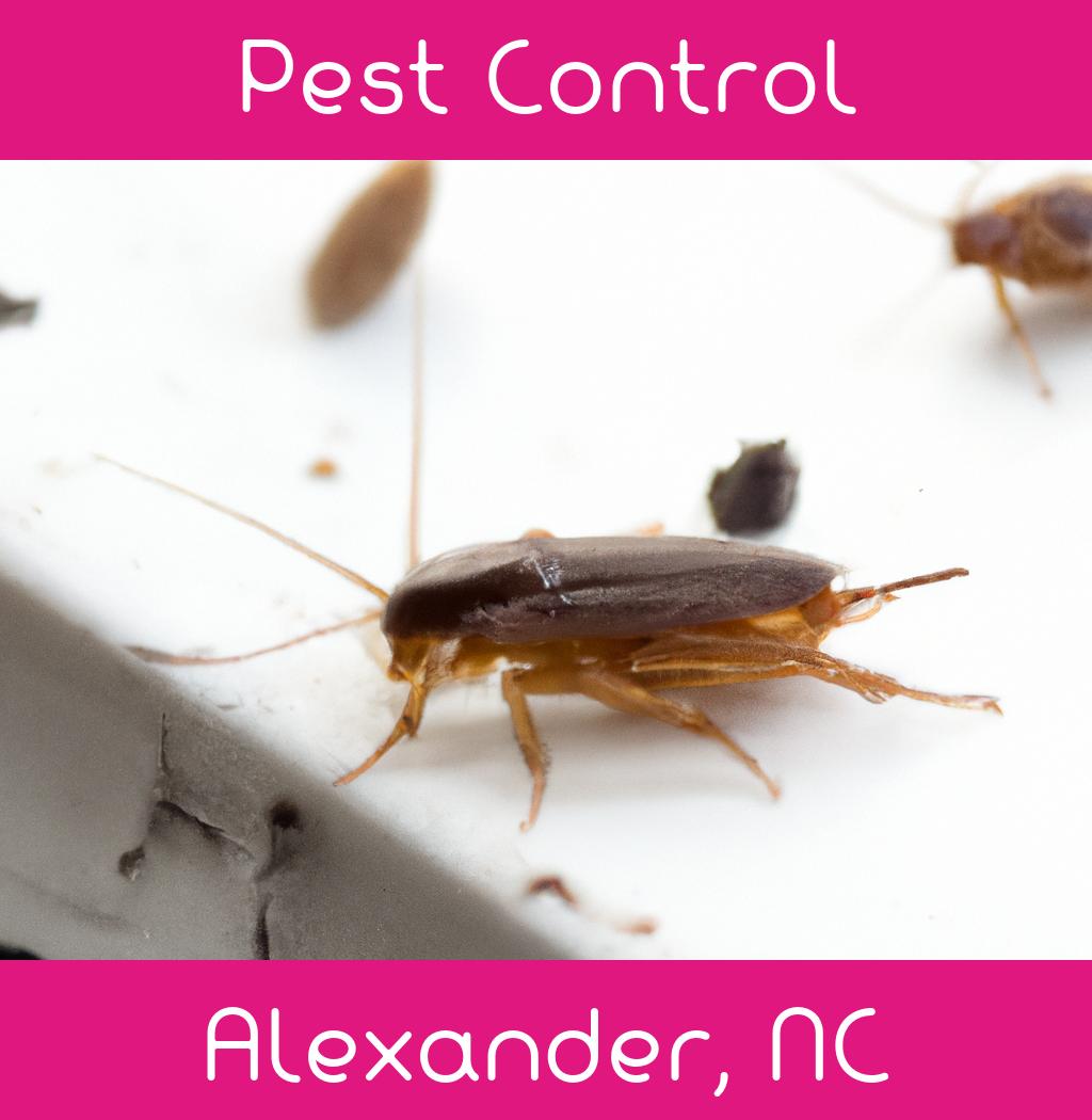 pest control in Alexander North Carolina