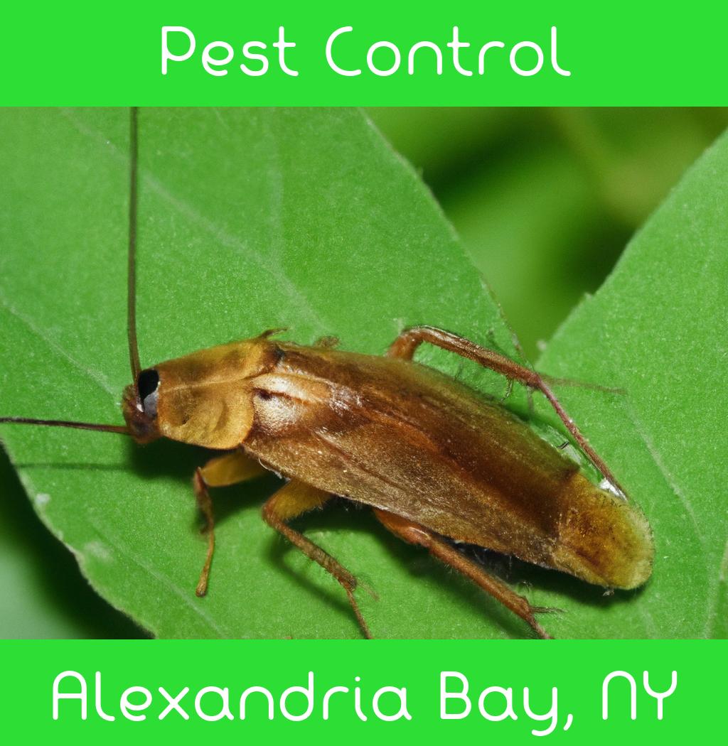 pest control in Alexandria Bay New York