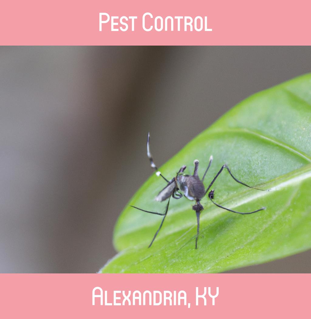 pest control in Alexandria Kentucky