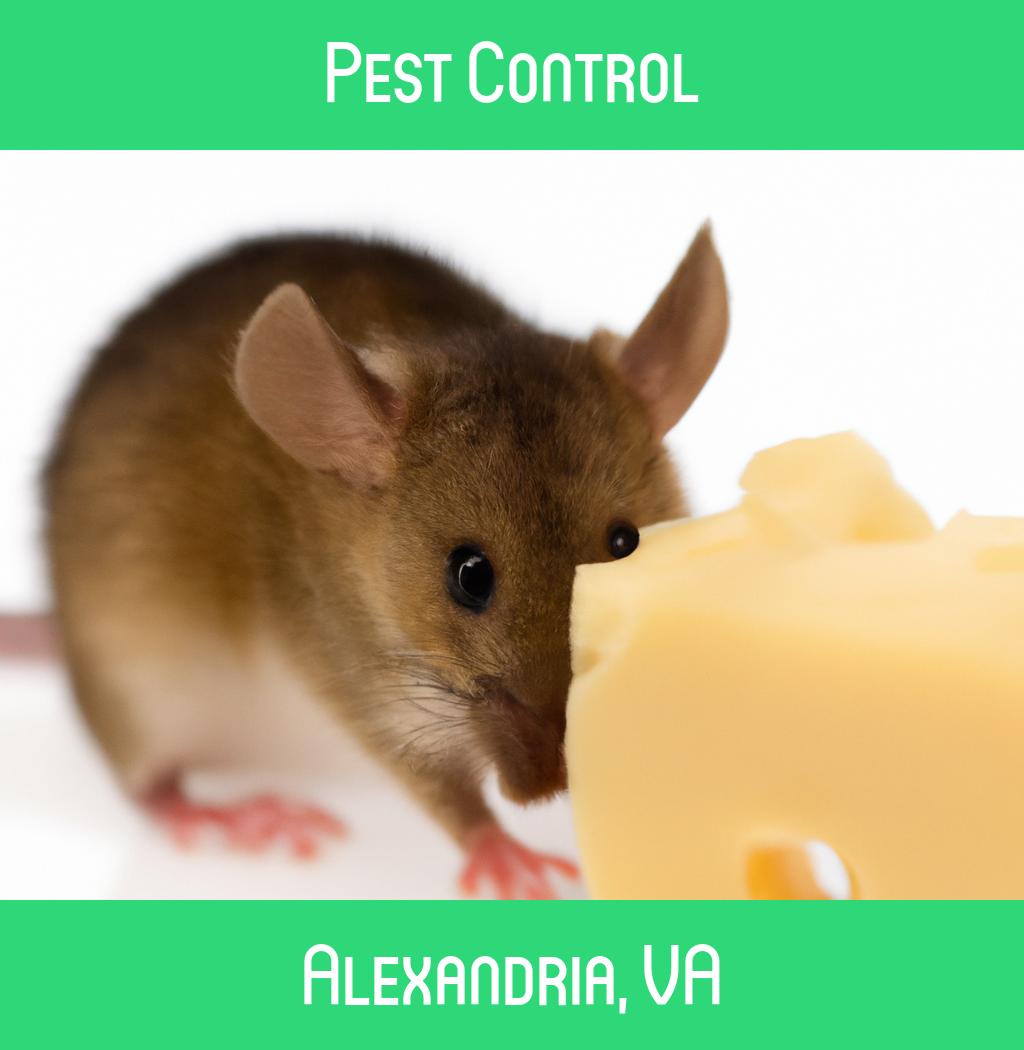 pest control in Alexandria Virginia