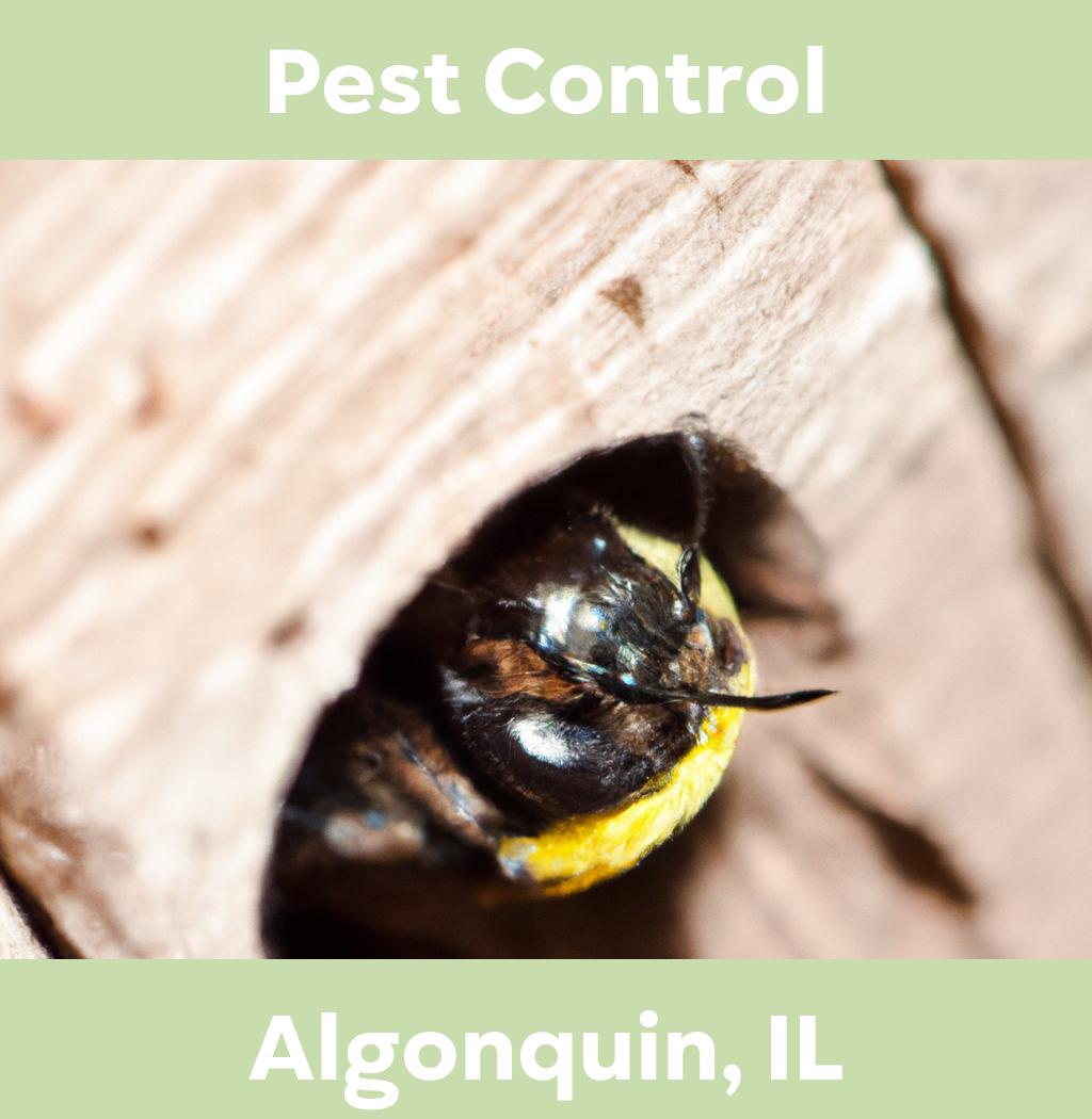 pest control in Algonquin Illinois