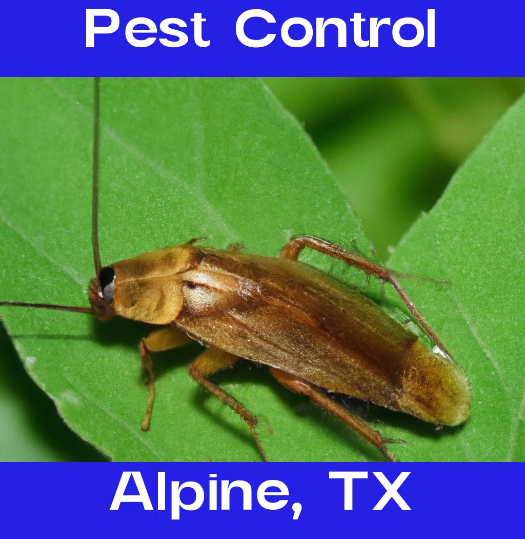 pest control in Alpine Texas