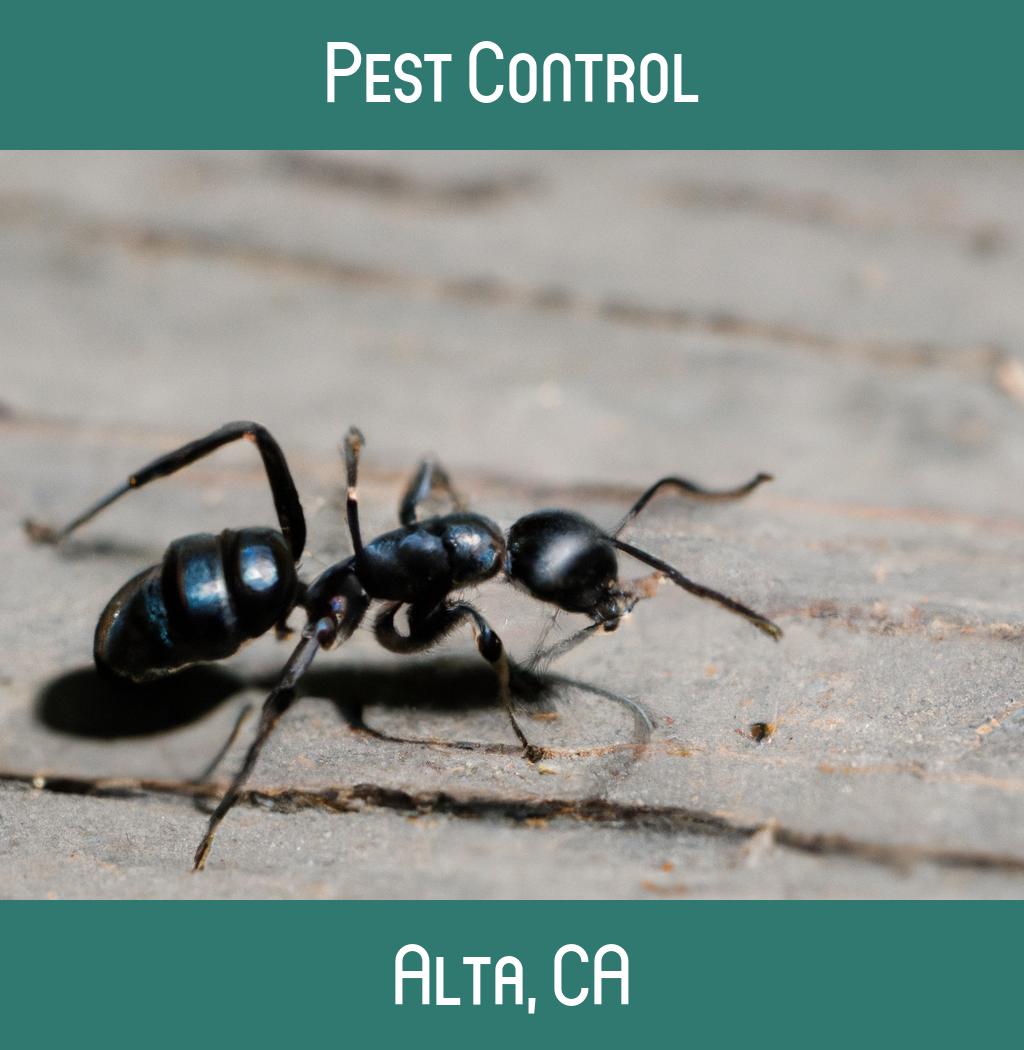 pest control in Alta California