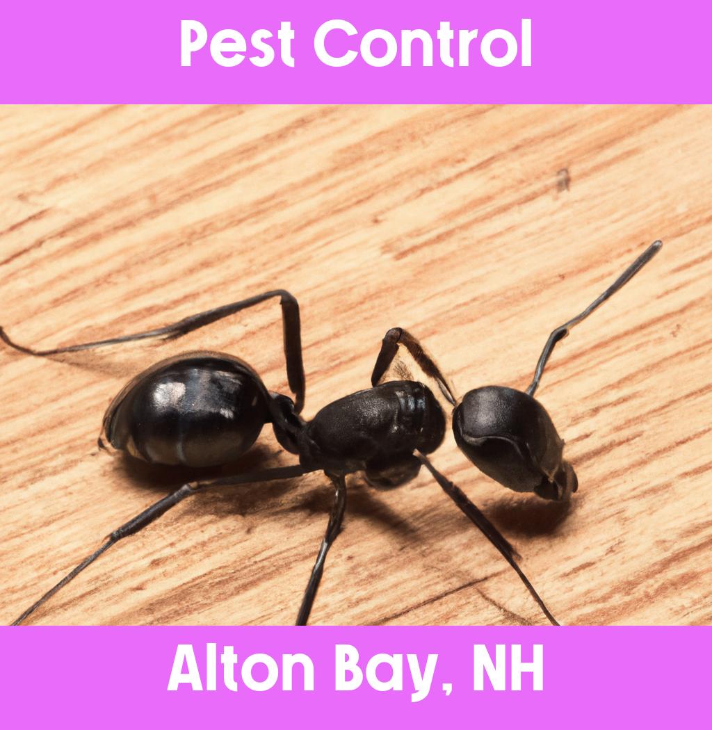 pest control in Alton Bay New Hampshire