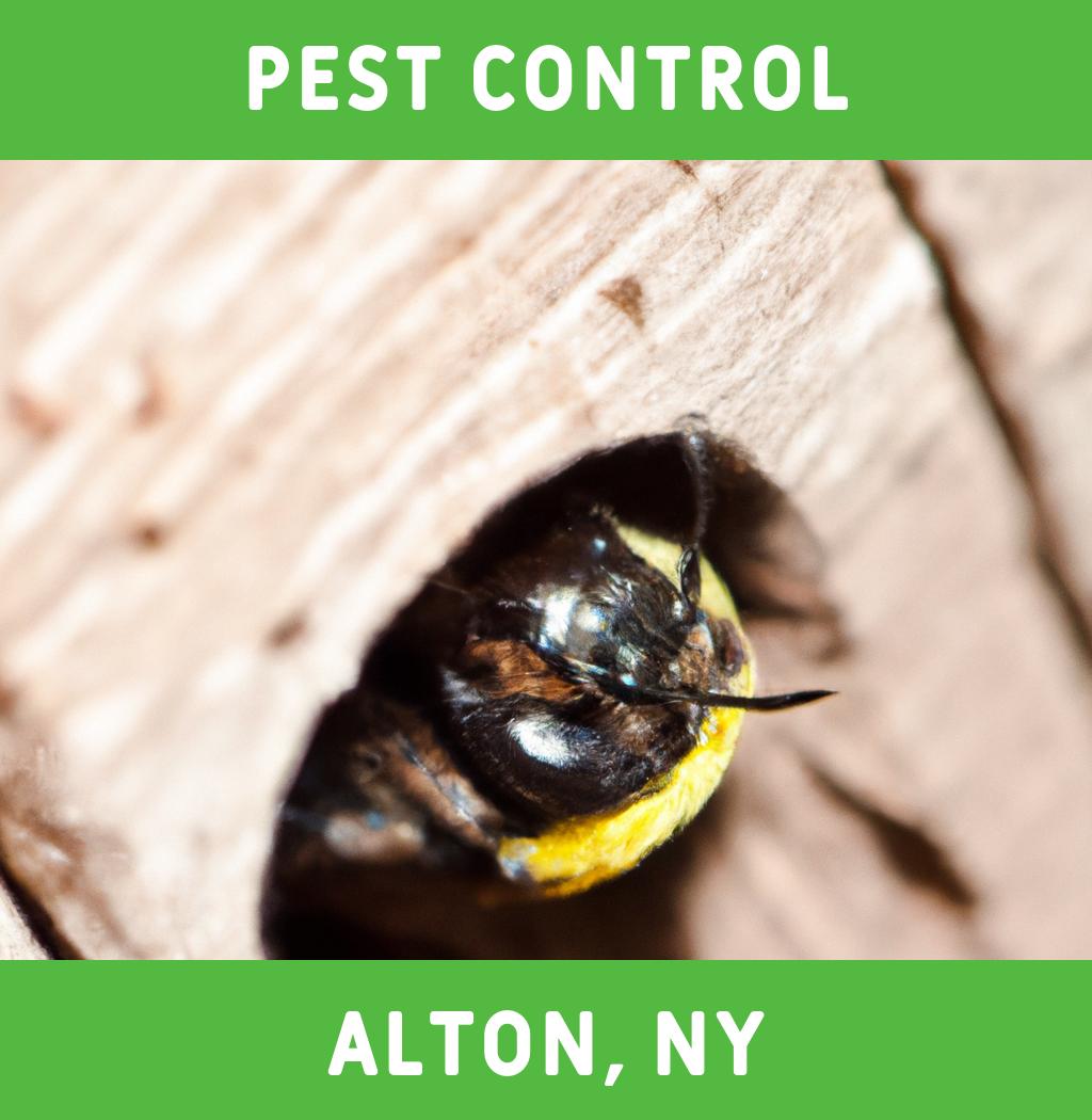 pest control in Alton New York