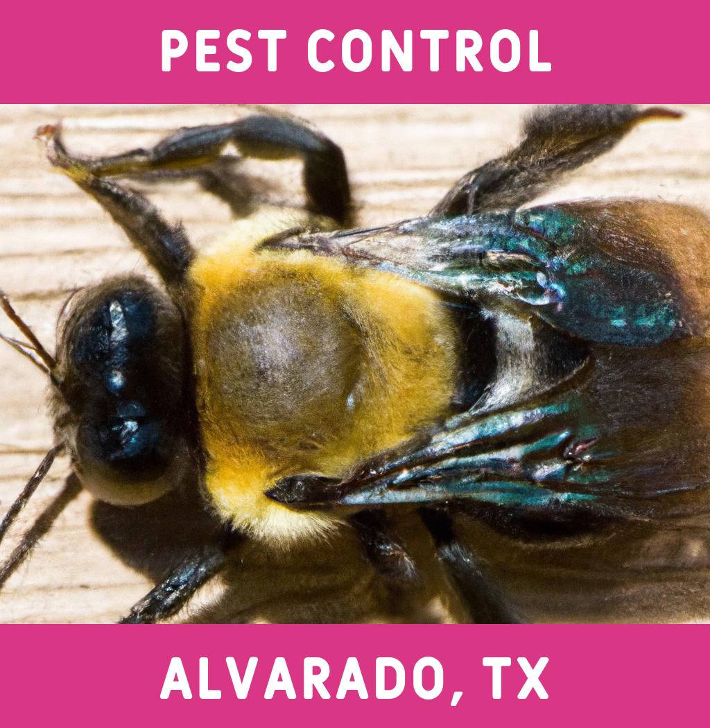 pest control in Alvarado Texas