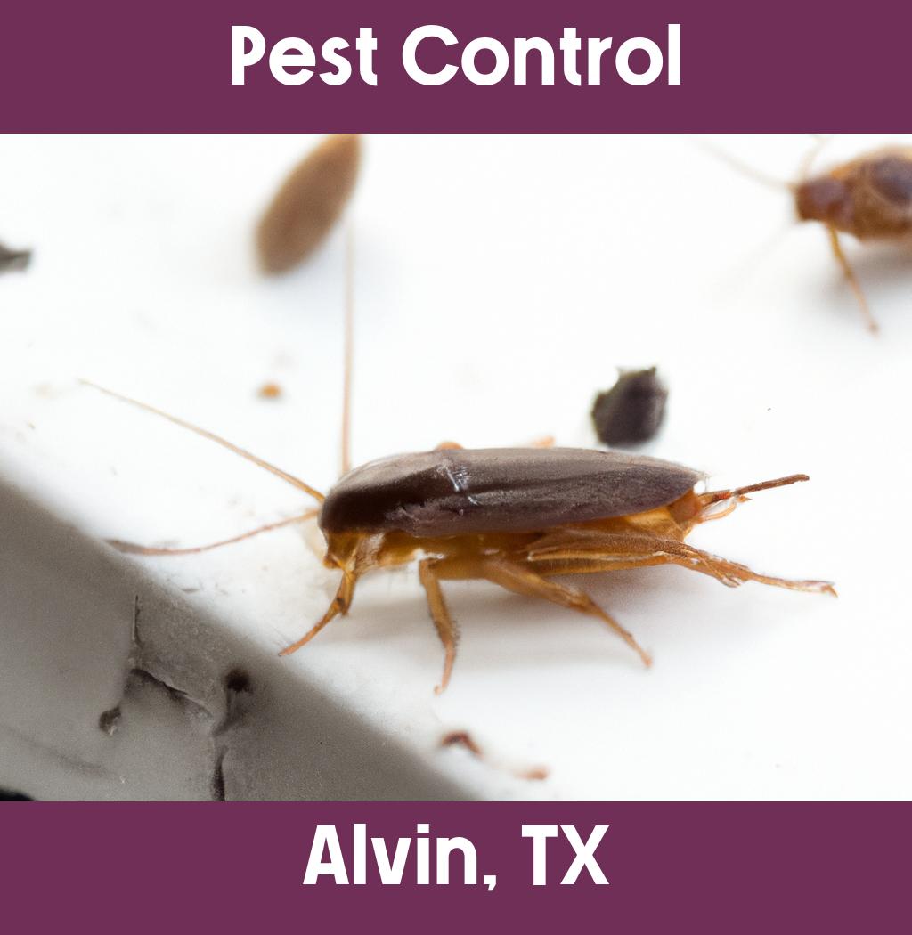 pest control in Alvin Texas