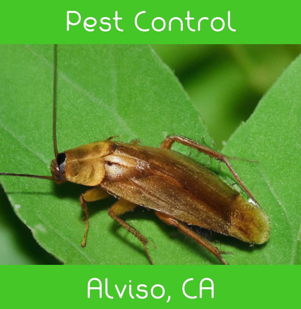 pest control in Alviso California