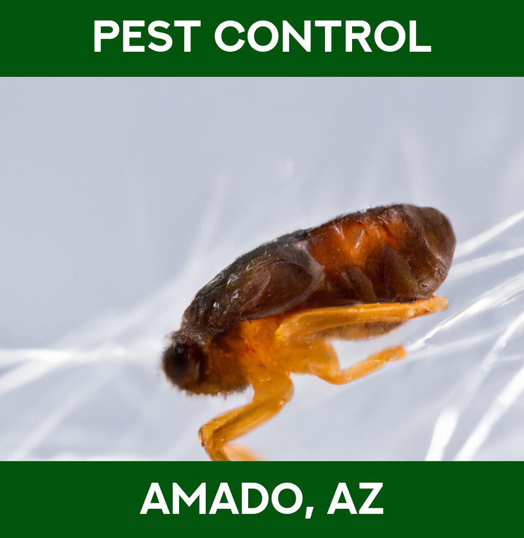 pest control in Amado Arizona