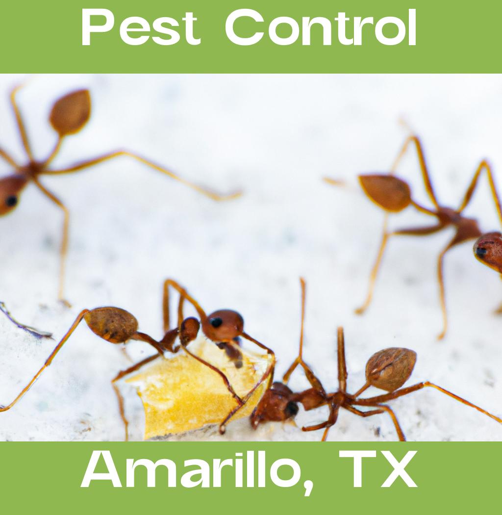 pest control in Amarillo Texas