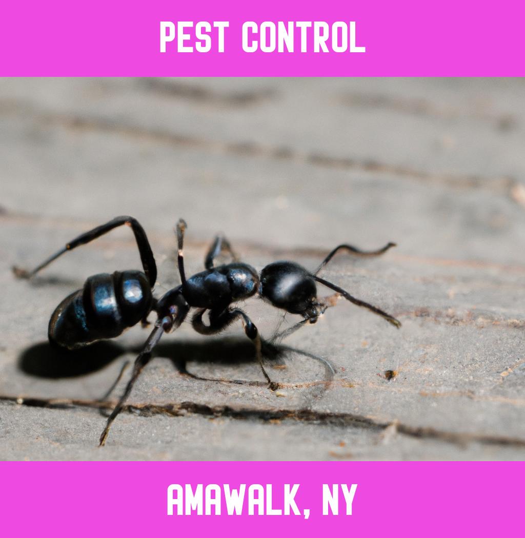 pest control in Amawalk New York