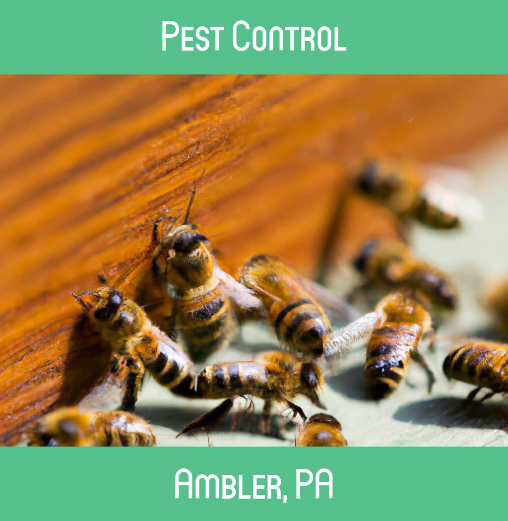 pest control in Ambler Pennsylvania